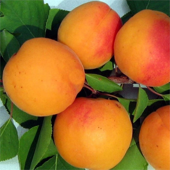 Абрикос Снежинский