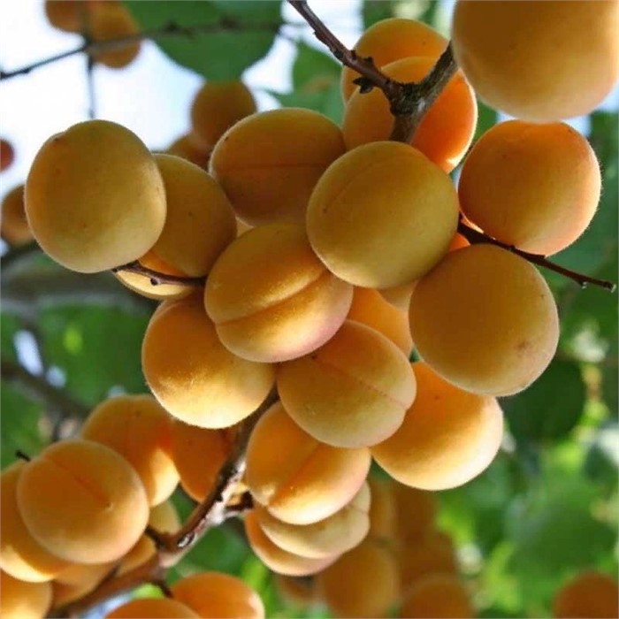 Абрикос Призер