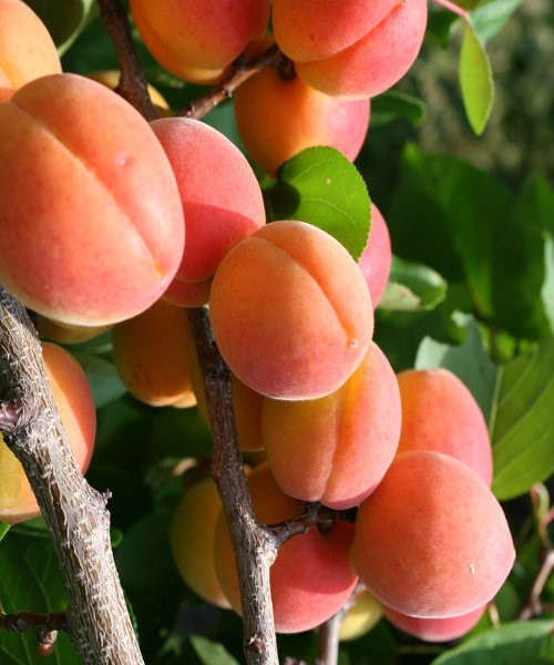 Абрикос Краснощекий