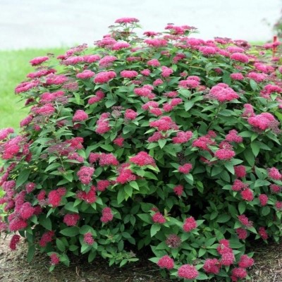 Спирея Фробели