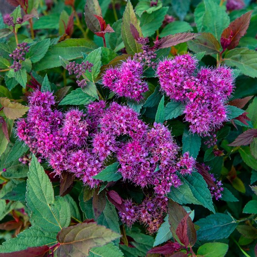 Спирея Дабл Плей Артист