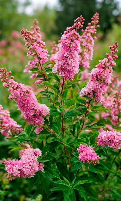 Спирея Дугласа