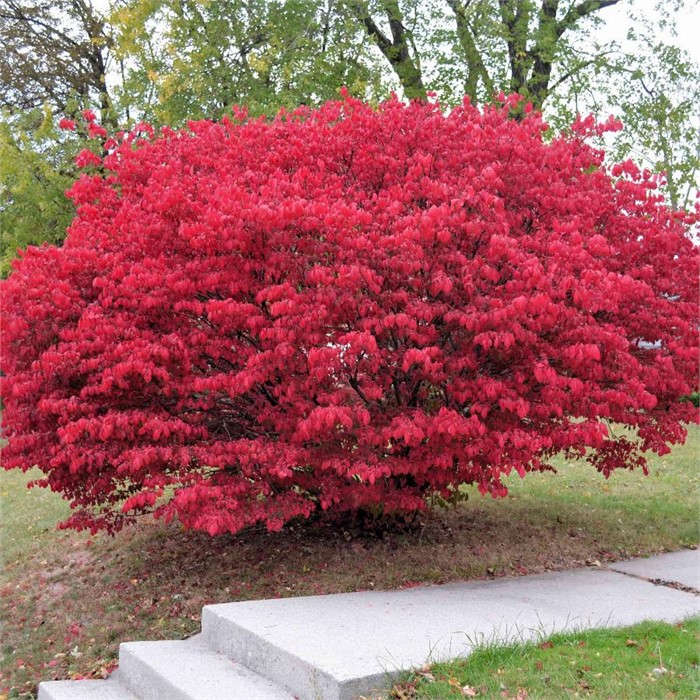 Бересклет Европейский