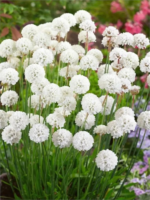 Армерия Баллерина Вайт (Abbey White)