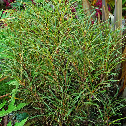 Крушина ломкая