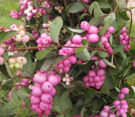 Снежноягодник Пинк
