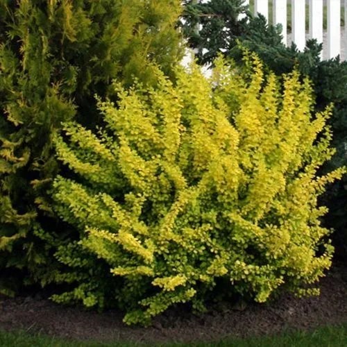 Барбарис Андреа