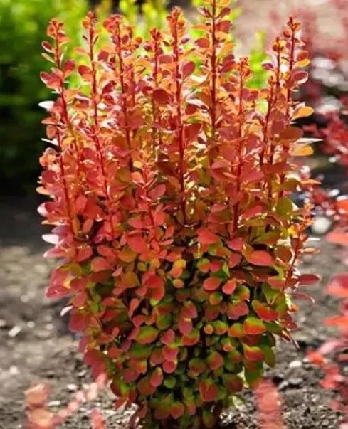 Барбарис Оранж Рокет