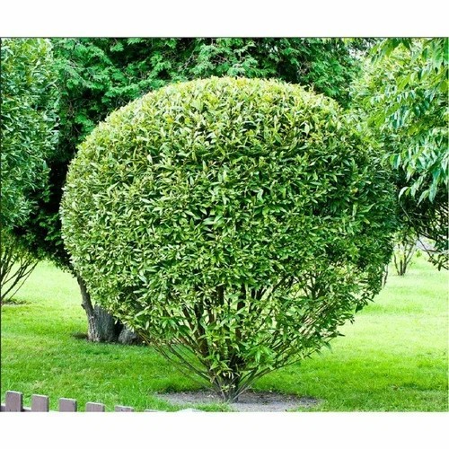 Ива Шаровидная