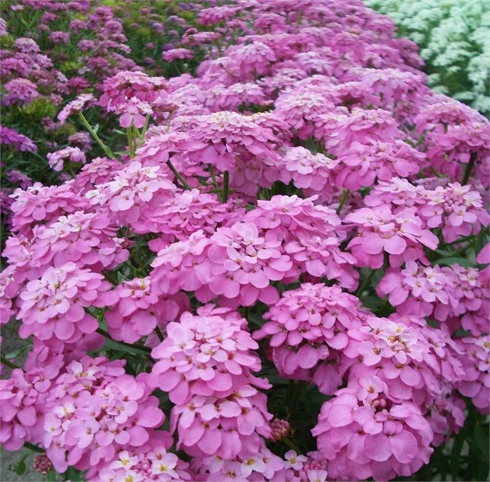 Иберис Розовый сон 0,2гр 10/200