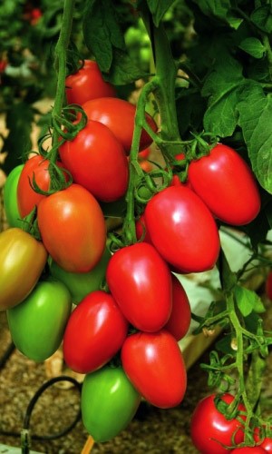 Томат Фитоус Аэлита