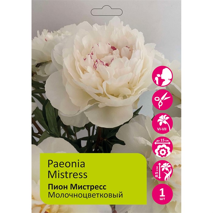 Пион Мистресс 1шт 2/3 /Paeonia Mistress