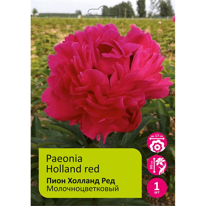 Пион Джакорма 1шт 2/3 / Jacorma (Jia ma/Цзя Ма )