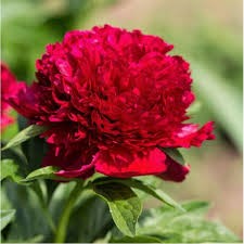 Пион Ред Чарм молочноцв. 1шт