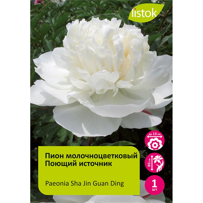Пион молочноцветковый Поющий источник 1шт/Paeonia Sha Jin Guan Ding