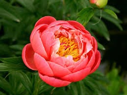 Пион Корал Чарм 1шт