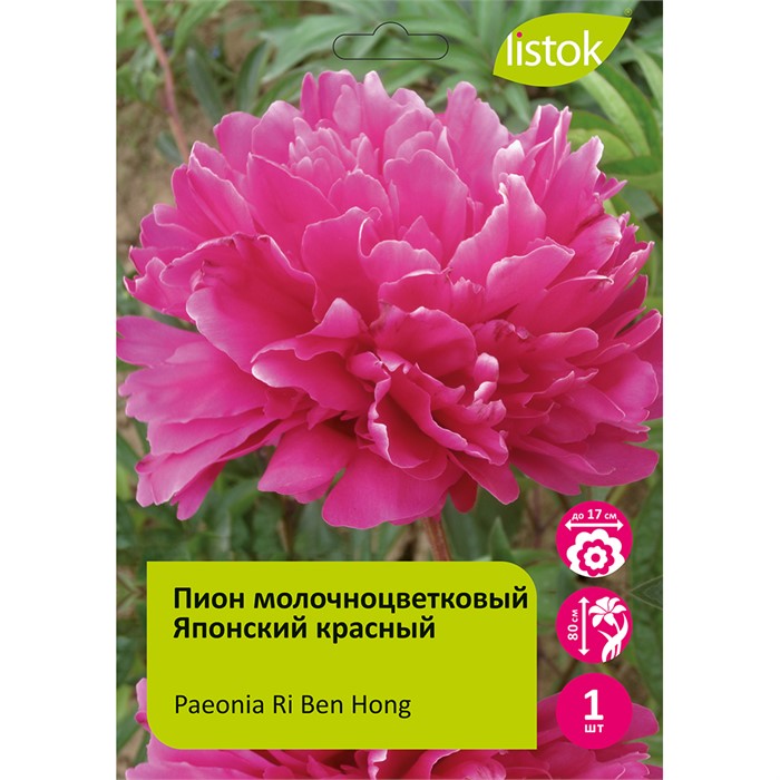 Пион молочноцветковый Японский красный 1шт/Paeonia Ri Ben Hong