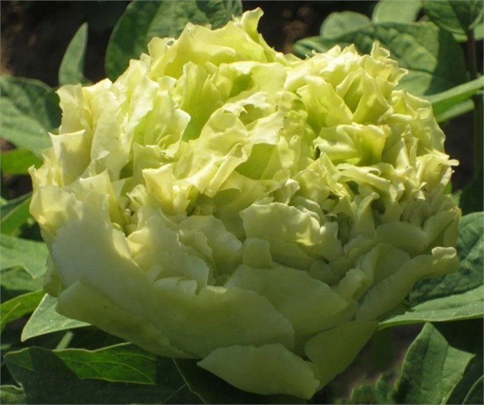 Пион древовидный Весенняя ива 1шт/Paeonia Chun Liu(Чун Лью)