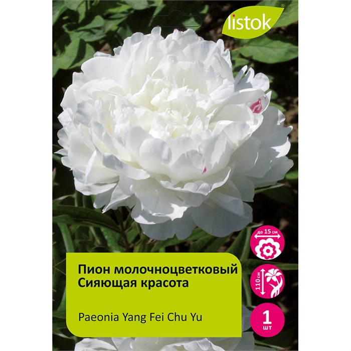 Пион молочноцветковый Сияющая красота 1шт/Paeonia Yang Fei Chu Yu
