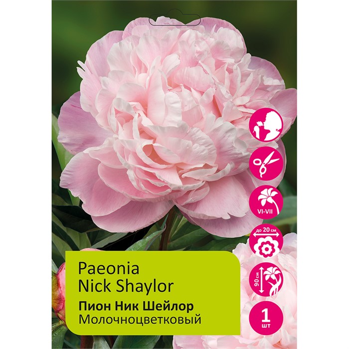 Пион Ник Шейлор 1шт