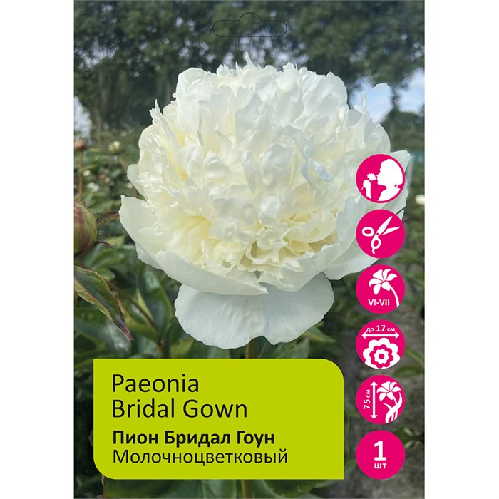 Пион Бридал Гоун 1шт 2/3 /Paeonia Bridal Gown