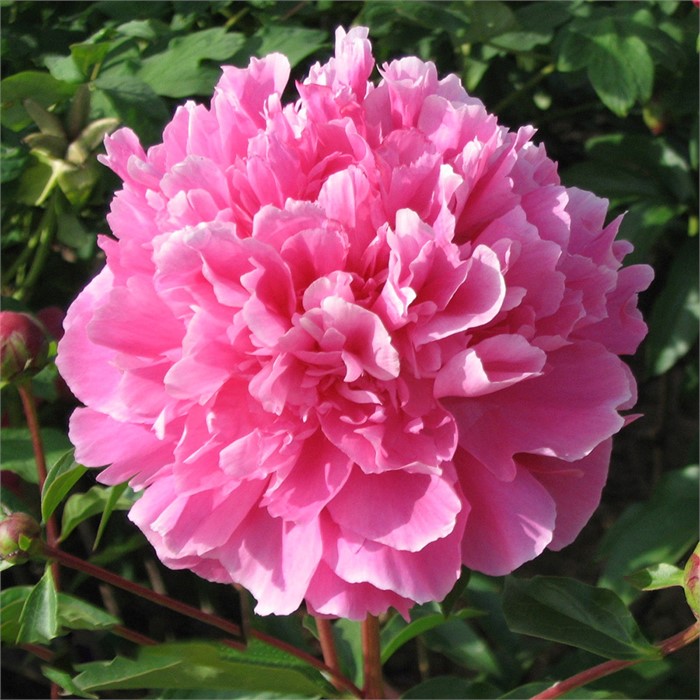 Пион молочноцветковый Красный пик 1шт/Paeonia Hong Feng