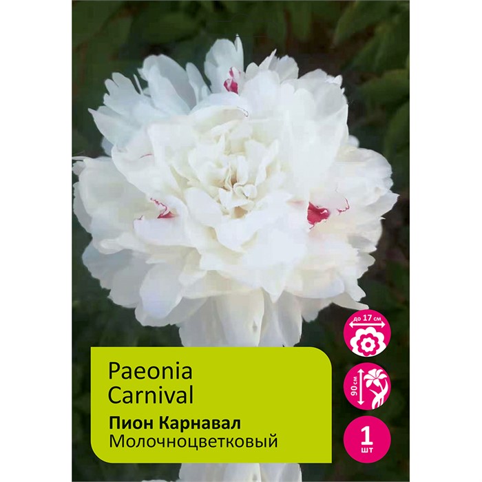 Пион молочноцветковый Снежный пик 1шт/Paeonia Xue Feng