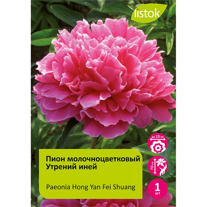 Пион молочноцветковый Утрений иней 1шт/Paeonia Hong Yan Fei Shuang