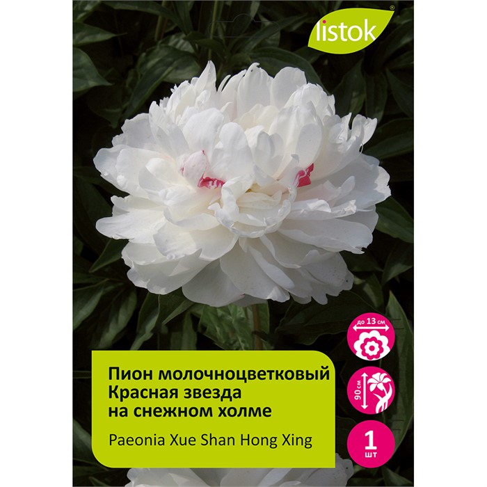 Пион молочноцветковый Красная звезда на снежном холме 1шт/ Xue Shan Hong Xing