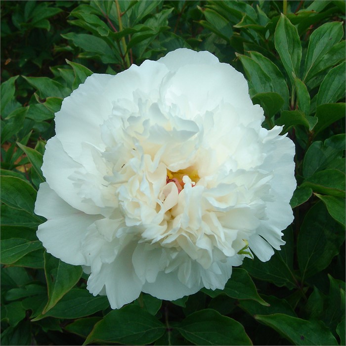 Пион молочноцветковый Ледяной бриз 1шт/ Paeonia Bing Qing