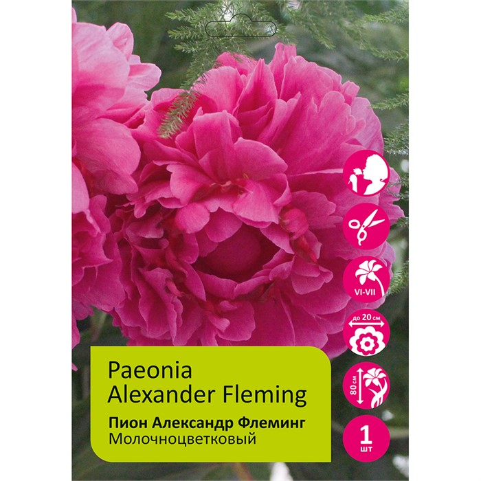 Пион Александр Флеминг 1шт 2/3 / Alexander Fleming (Fuo lai ming /Фуо Лай Минг)	 110456 - фото 26341