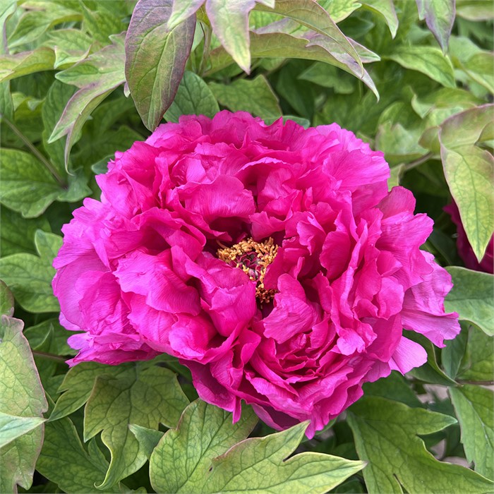 Пион древовидный Золото солнца и луны 1ш/Paeonia Ri Yue Jin (Ри Ю Жин) Japanese