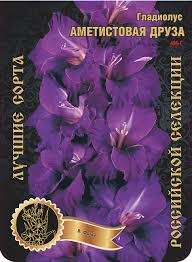 Гладиолус Аметистовая Друза (В-15-374-А) 486,Фотин 2 р-р 7шт (Ф)