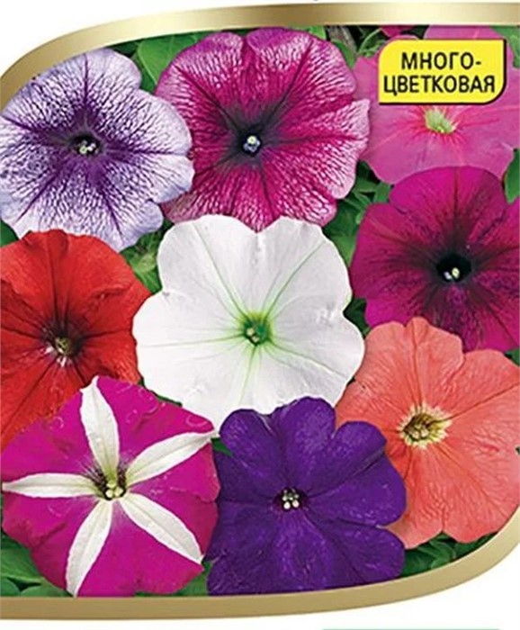 Петуния Ура F1 Плам мультифлора 7др Syngenta/Садовита