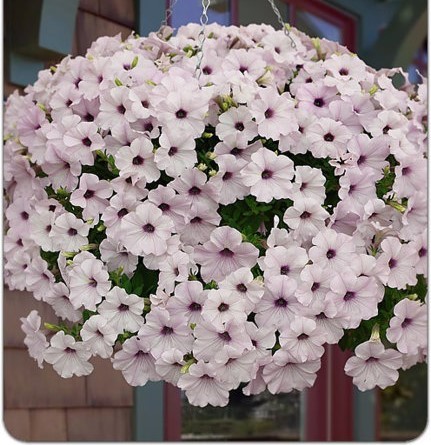 Петуния Изи Вэйв F1 Сильвер 5др ампельная PanAmerican/Садовита