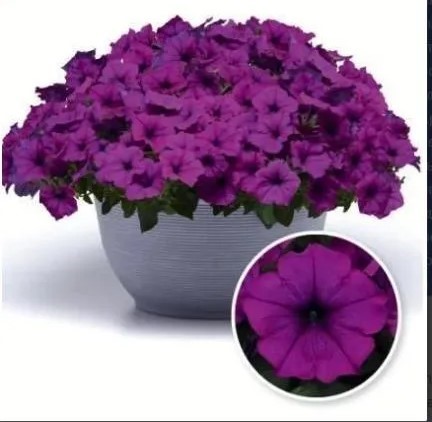 Петуния Изи Вэйв F1 Виолет 4др ампельная PanAmerican/Садовита