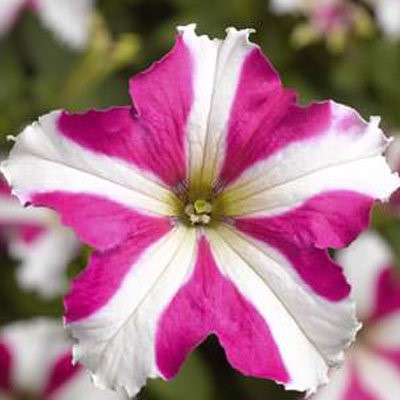 Петуния Тритуния F1 Розовая звезда Грандифлора 7др Syngenta/Садовита