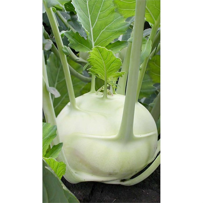 Капуста кольраби Венская белая 1350 0,5гр Садовита