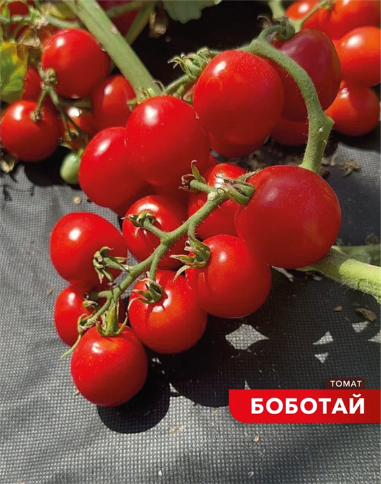 Томат Боботай 15шт 10 Манул