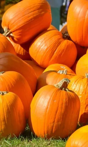 Тыква Дамские Ноготки на семечки 3г (Ред.сем)