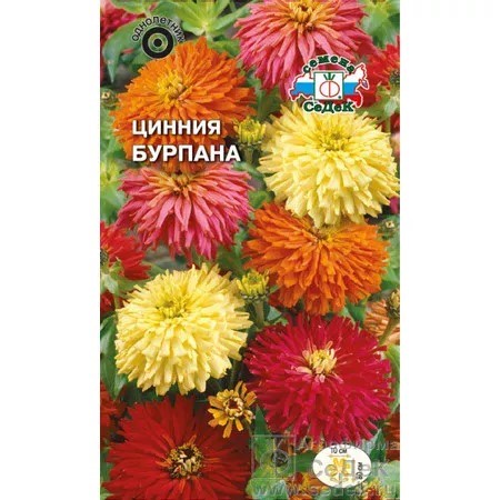 Цинния Бурпана хризантемов. 0,5гр Седек