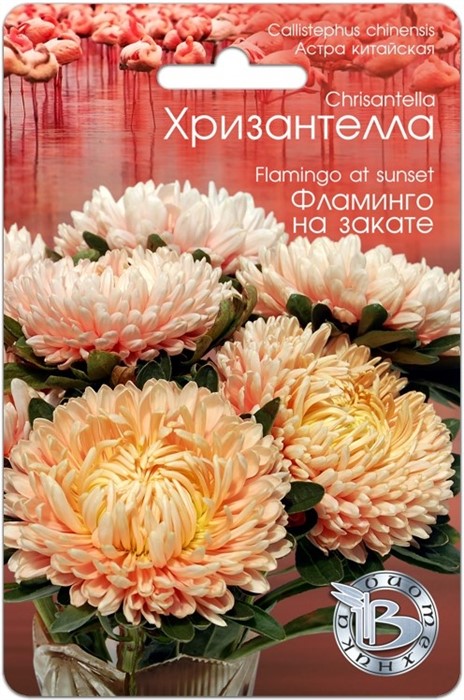 Астра китайская Хризантелла Фламинго на закате 40шт Биотехника