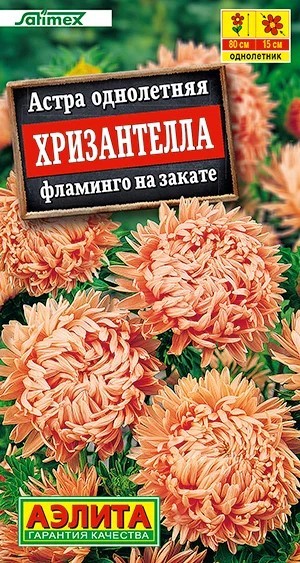 Астра Хризантелла фламинго на закате 15шт Аэлита