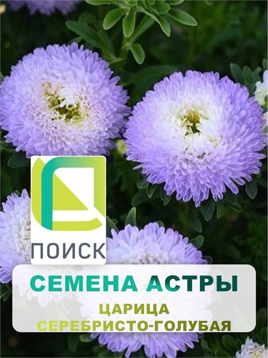 Астра Хризантемовидная Царица Серебристо-голубая 0,1гр Поиск