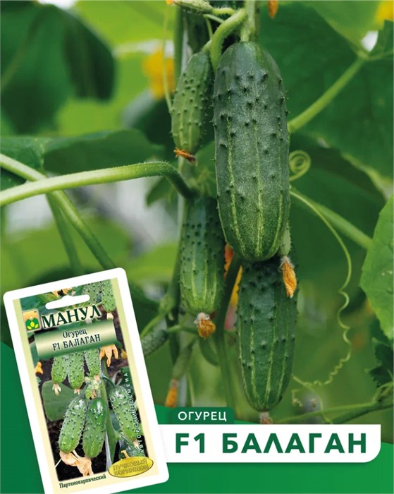 Огурец Балаган F1 Манул
