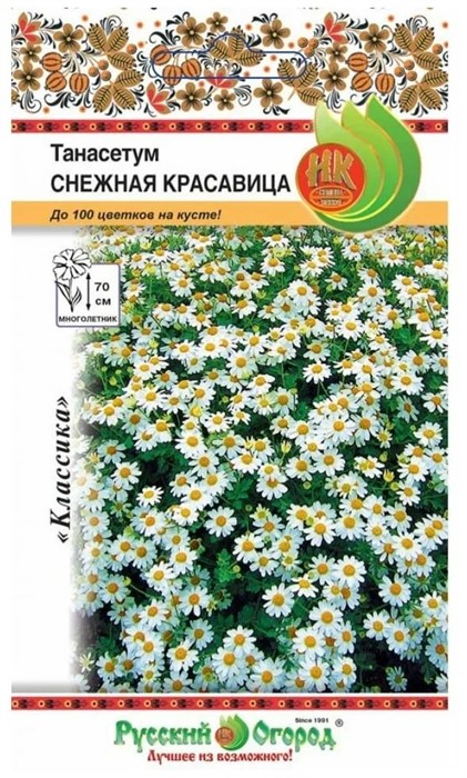 Танасетум Снежная красавица НК