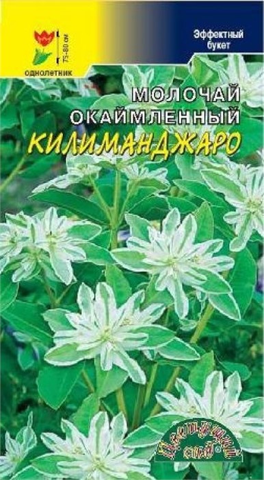 Молочай Килиманджаро ЦветСад