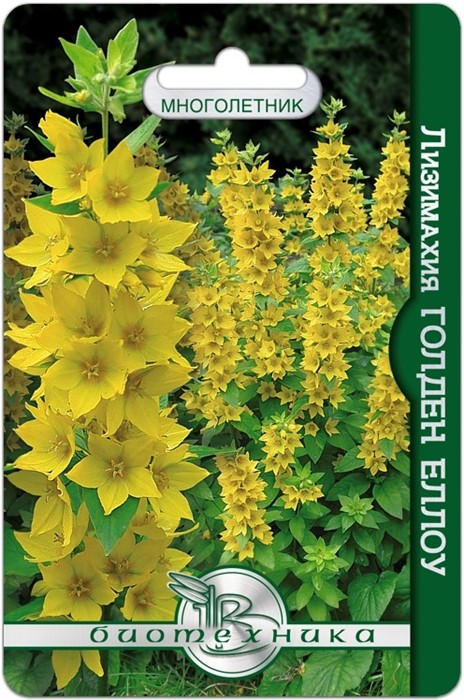 Лизимахия Голден Еллоу 80шт/5 Б/тех