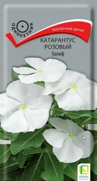 Катарантус розовый Халиф 0,1гр Поиск