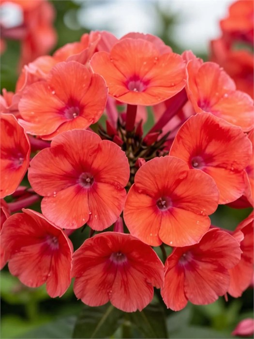 Флокс Амос
